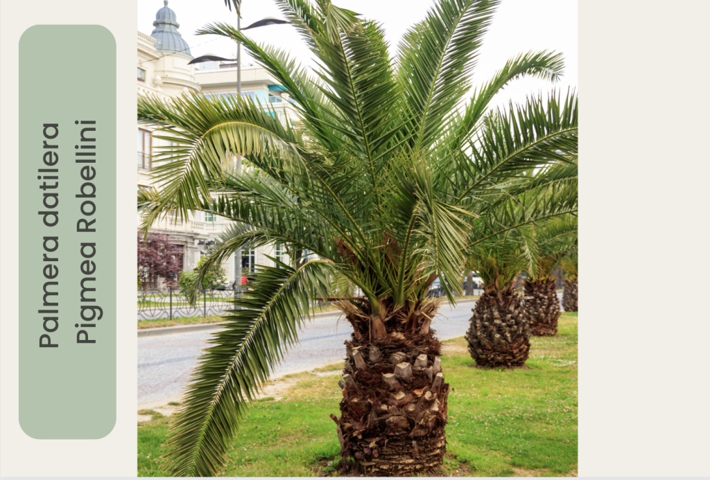 Palmera Datilera Pigmea Robellini