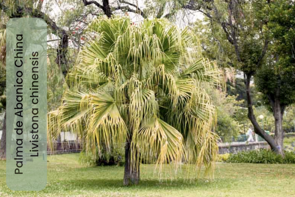 Palma de Abanico China - Livistona Chinensis 