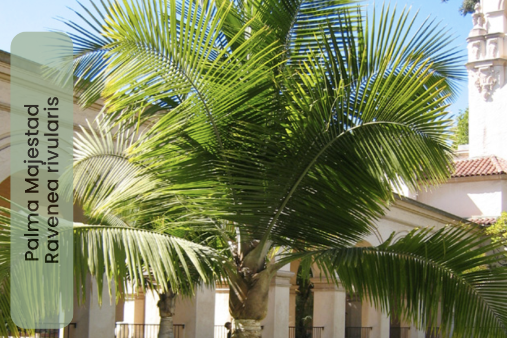Palma Majestad - Ravenea Rivularis 