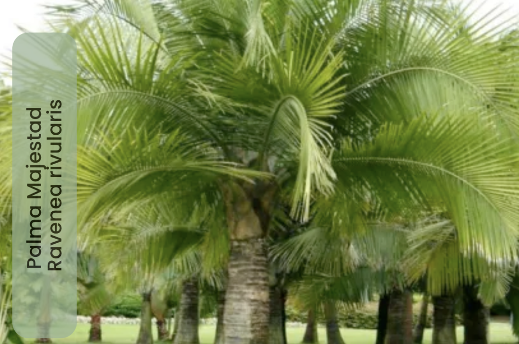 Palma Majestad - Ravenea Rivularis 