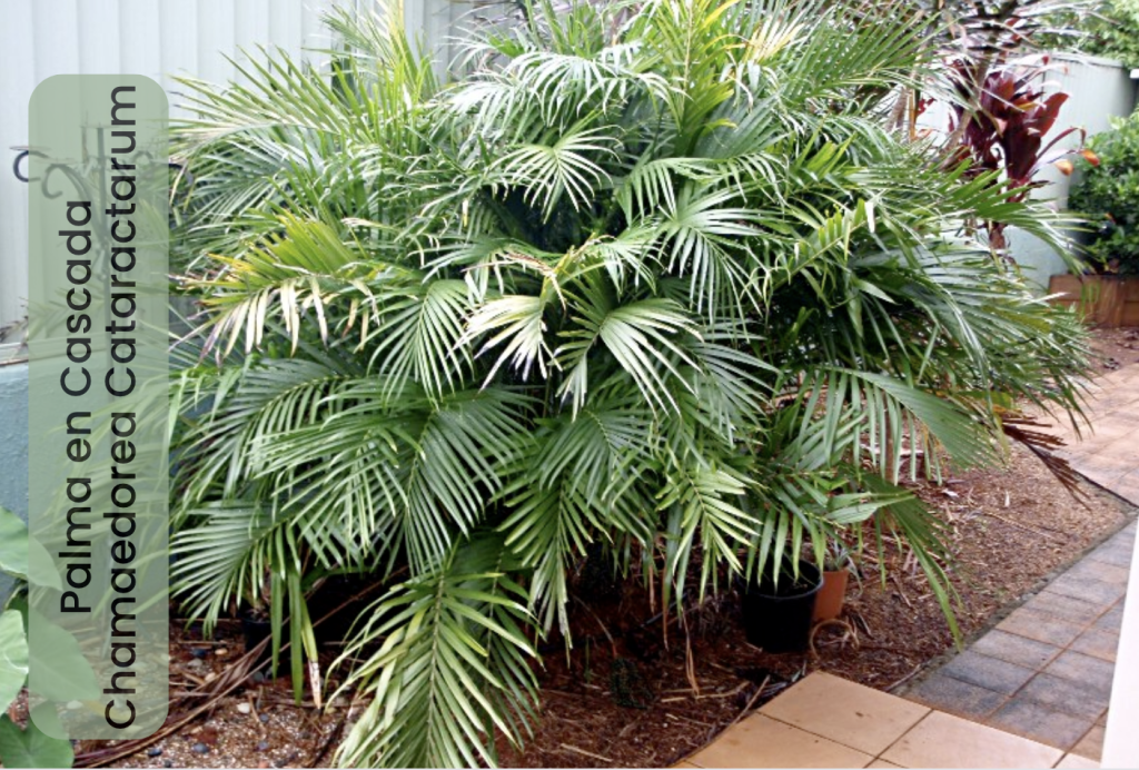 Palma en cascada - Chamaedorea Cataractarum 