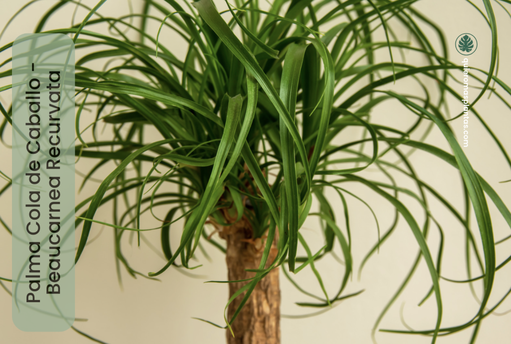 Palma de Cola de Caballo - Beaucarnea Recurvata 