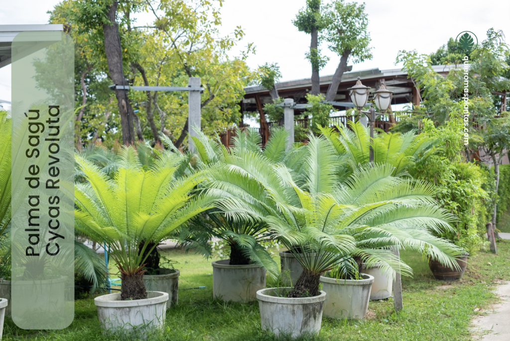 Palma de Sagú - Cycas Revolut 