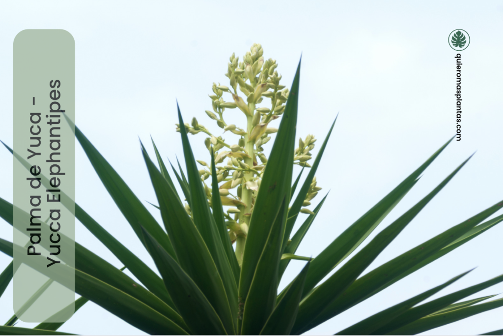 Palma de Yuca - Yucca Elephantipes 