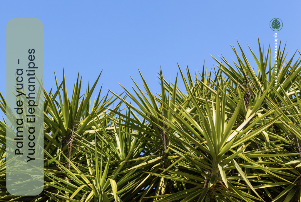 de Yuca - Yucca Elephantipes 
