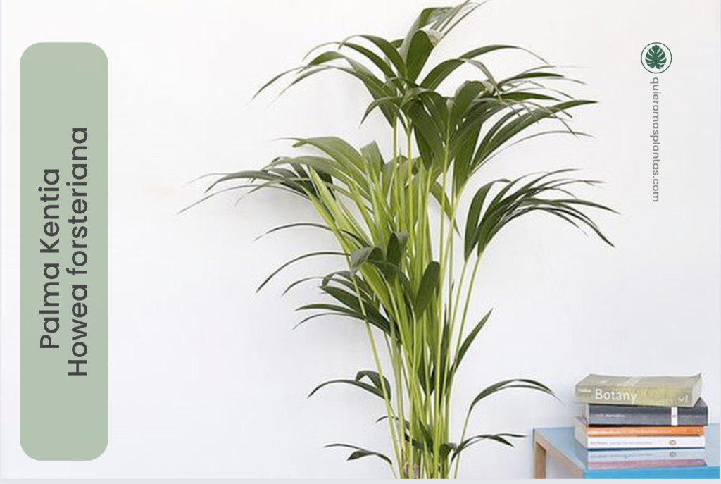 Palma Kentia