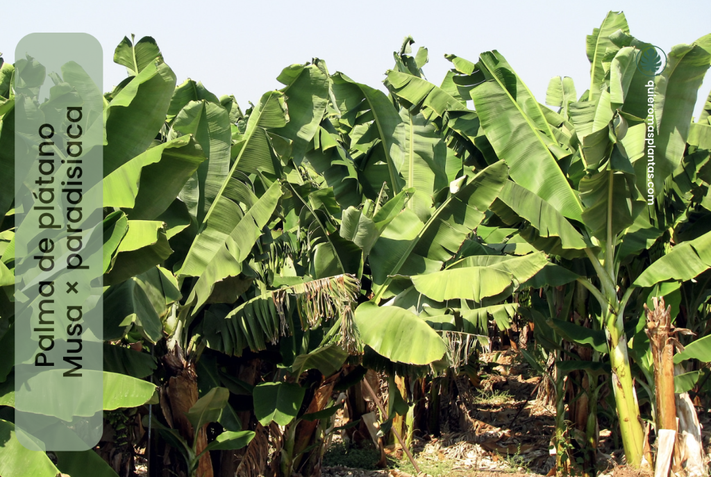 Palma de Plátano - Musa x paradisiaca