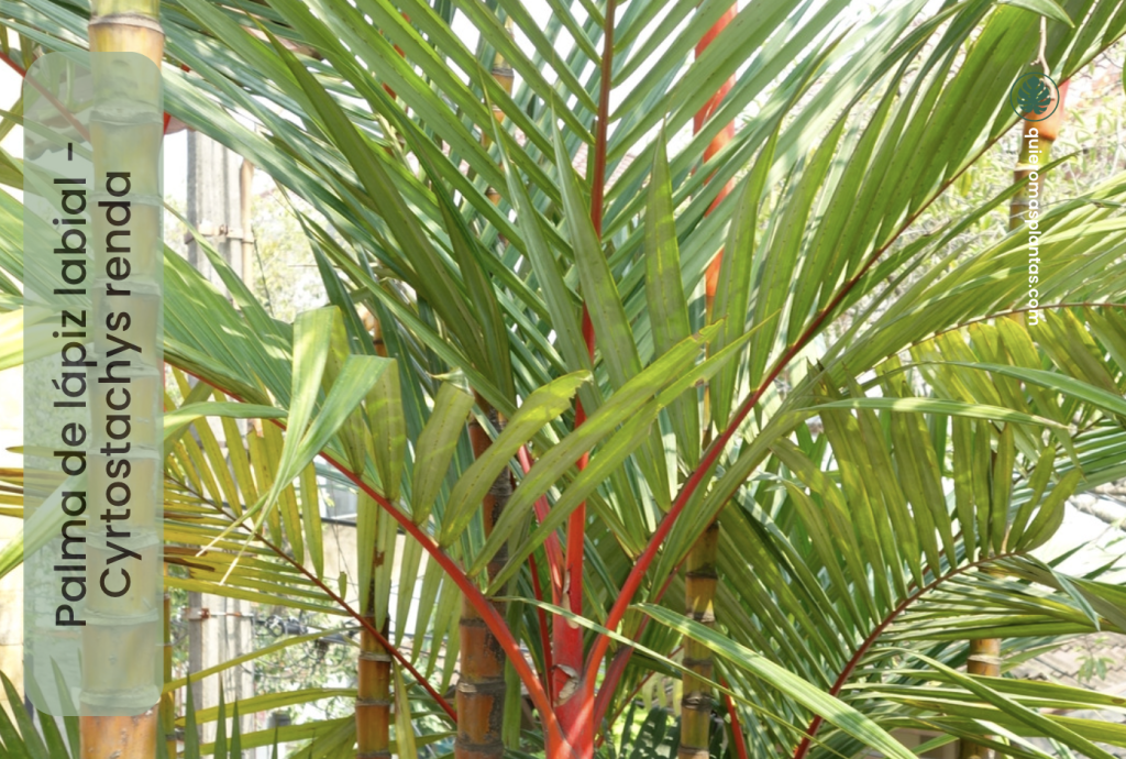 Palma de Lápiz Labial - Cyrtostachys Renda