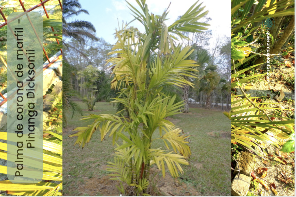 Palma de Corona de Marfil - Pinanga Dicksonii