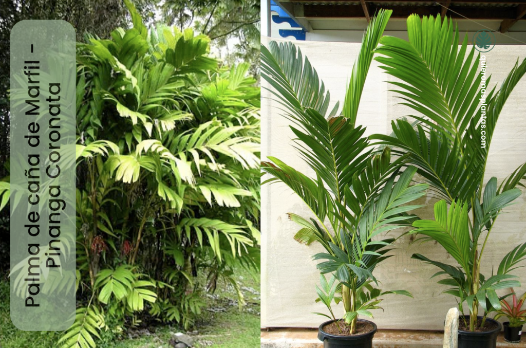 Palma de caña de marfil - Pinanga Coronata 