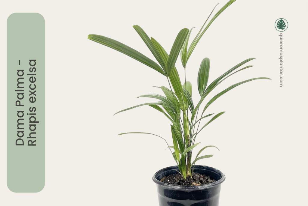 Dama Palma - Rhapis Excelsa