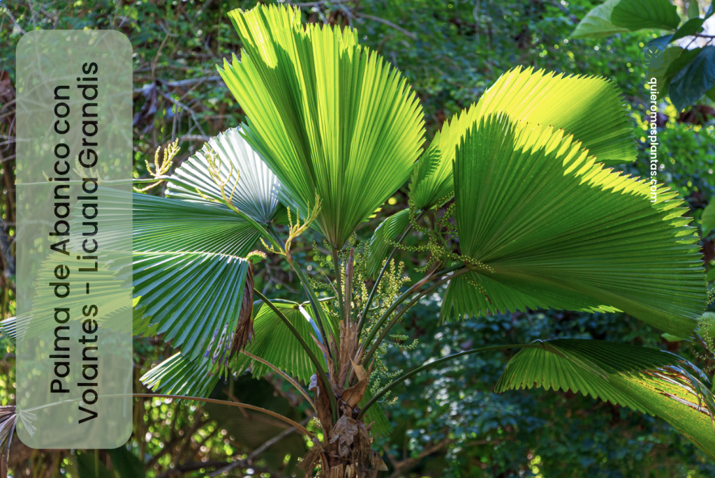 Palma de Abanico con Volantes - Licuala grandis 