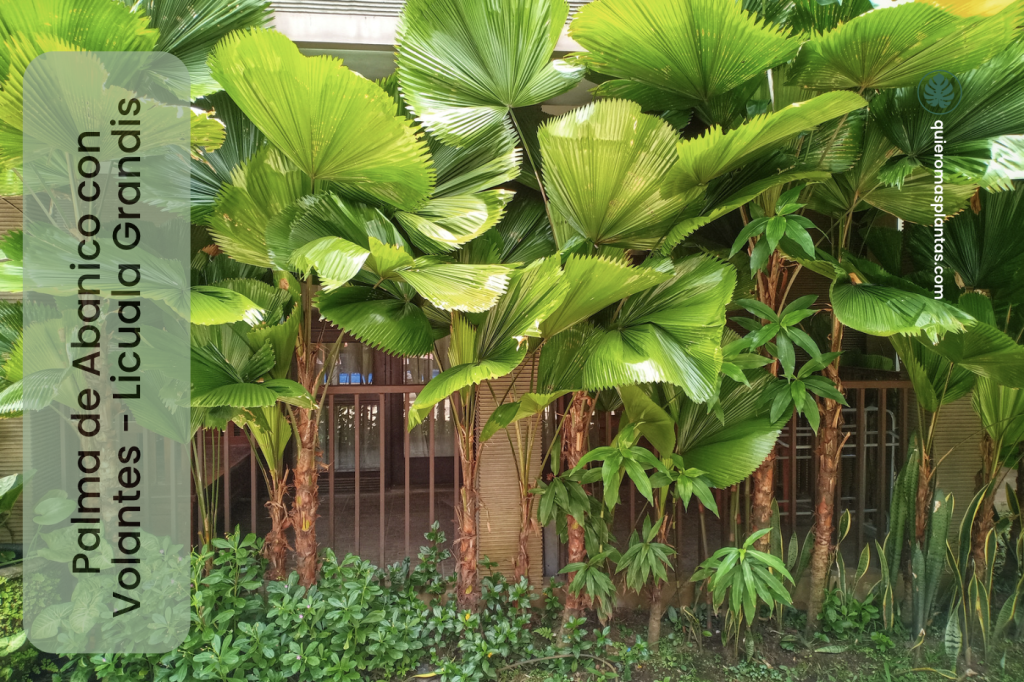 Palma de Abanico con Volantes - Licuala grandis 