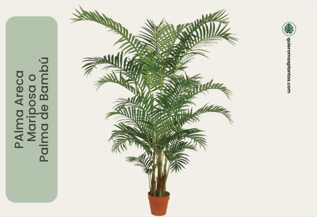 Palma Areca - Dypsis Lutescens