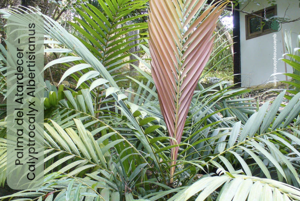 Palma del Atardecer - Calyptrocalyx Albertisianus