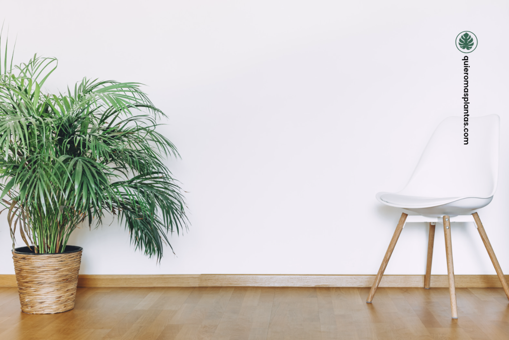 Palma Chamaedorea Elegans