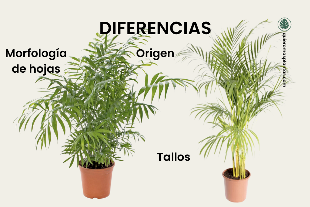 ¿Cuáles son las diferencias entre la palma areca y la palma de saló?