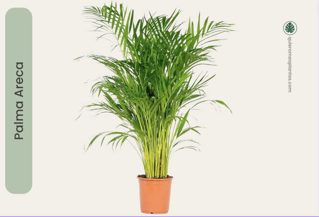 Palma Areca comprar