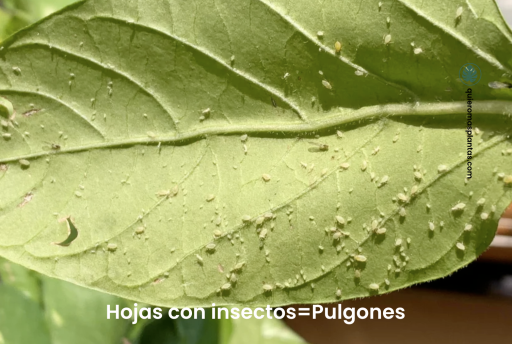 Puntos blancos en las hojas, insectos pulgones