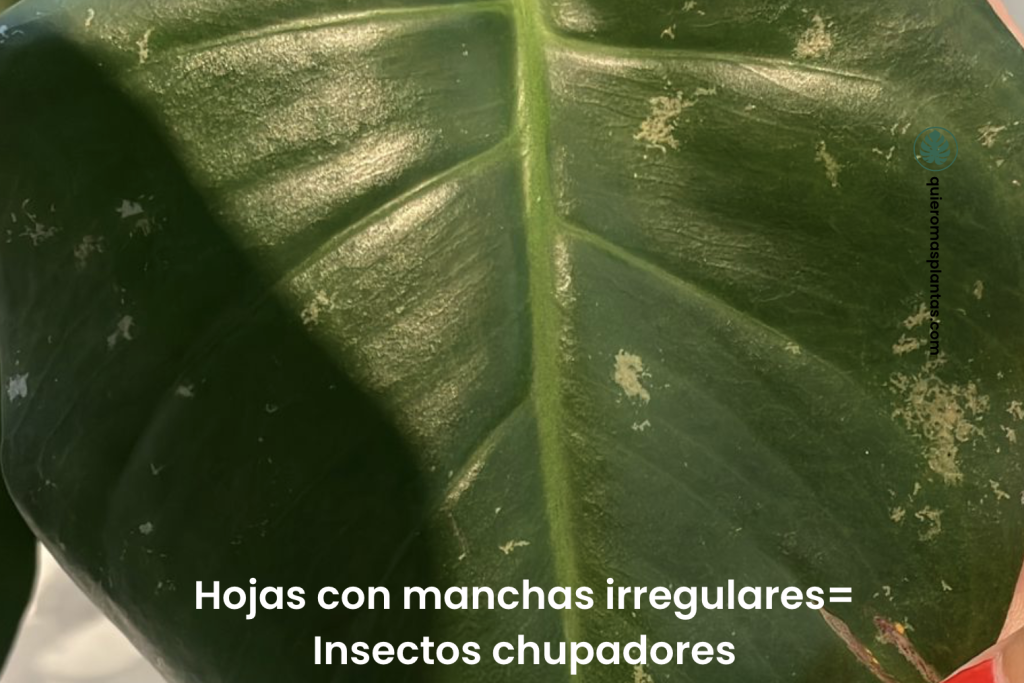 Monstera con manchas blancas irregulares 