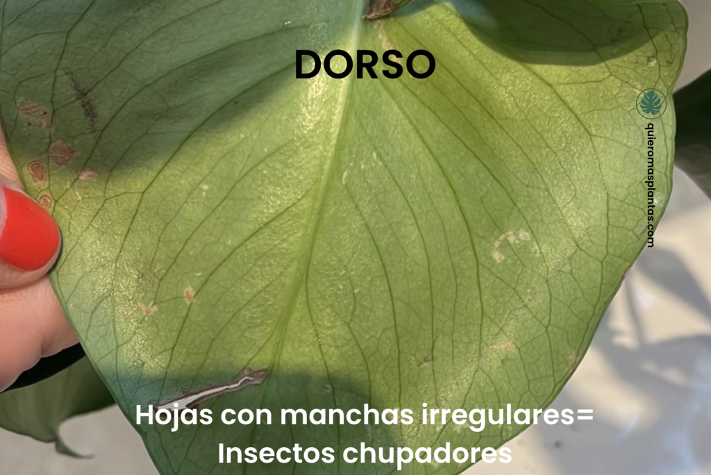 Costilla de adan con manchas blancas