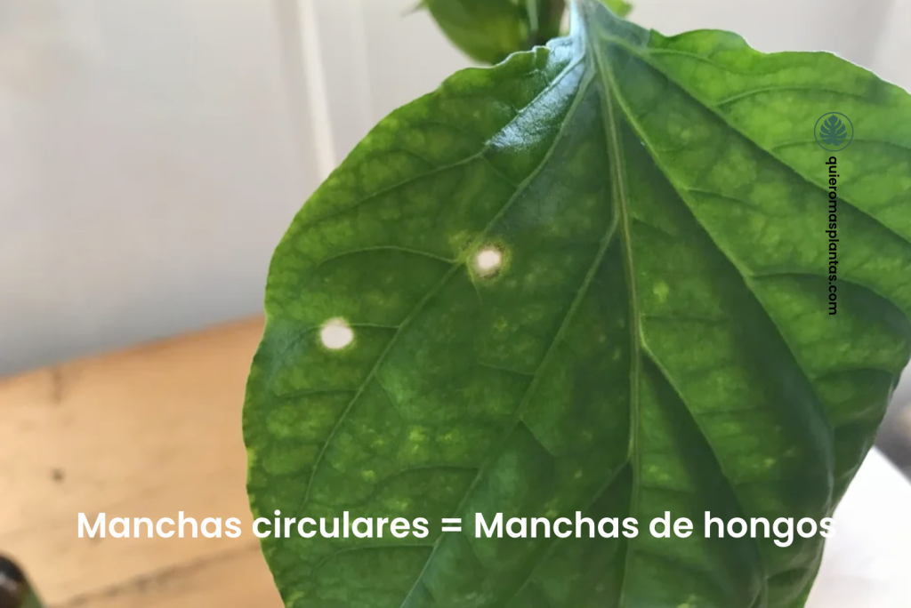 Manchas circulares blancas