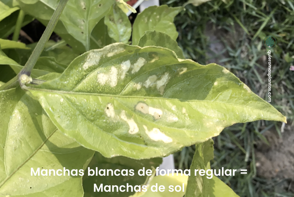 Manchas blancas irregulares en las hojas