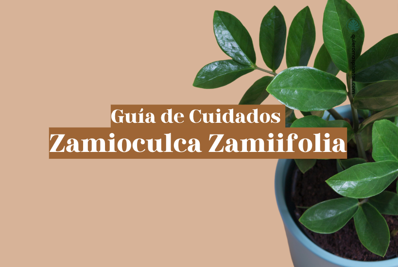 Zamioculca Zamiifolia