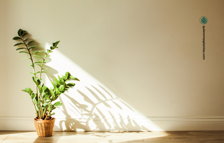 Zamioculca Zamiifolia  Ubicació