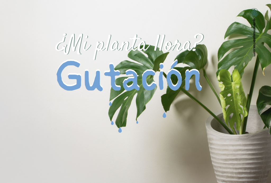 Monstera gutació