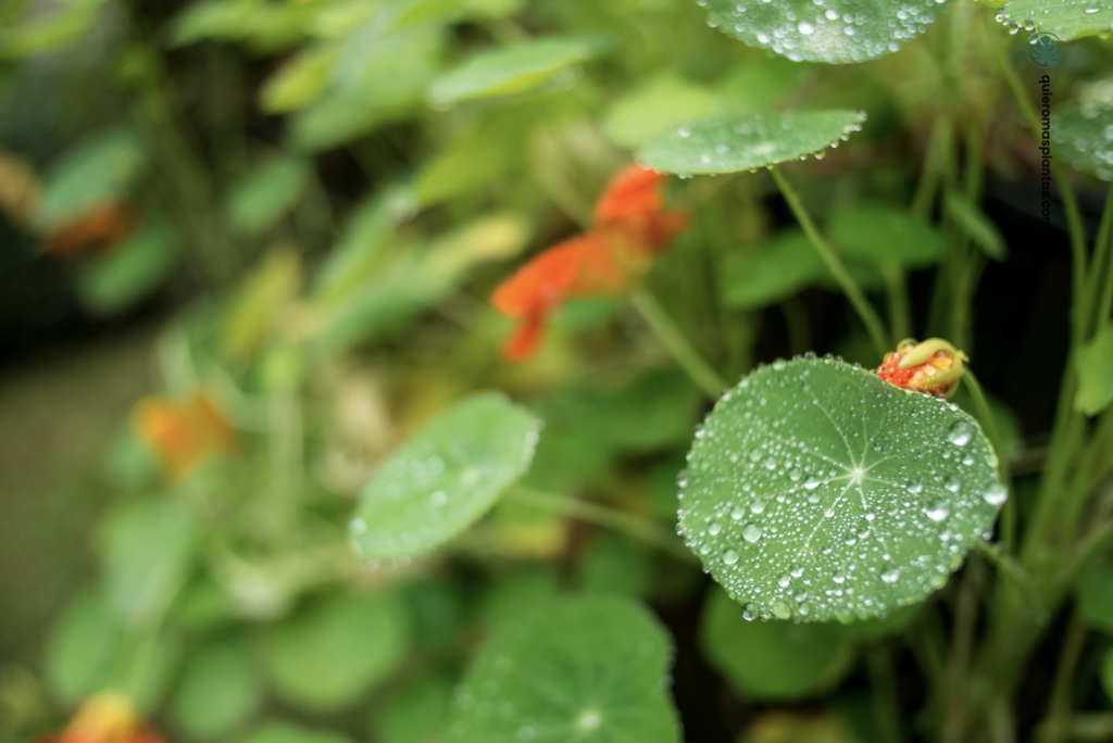 Planta capuchina desprendiendo agua