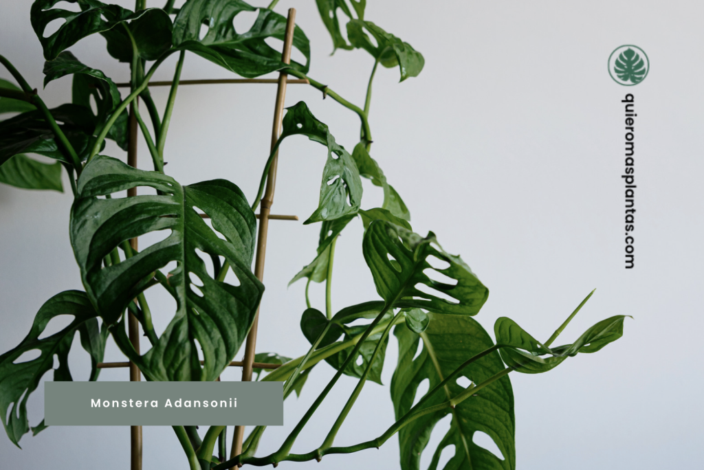 Monstera Adansonii fenestraciones
