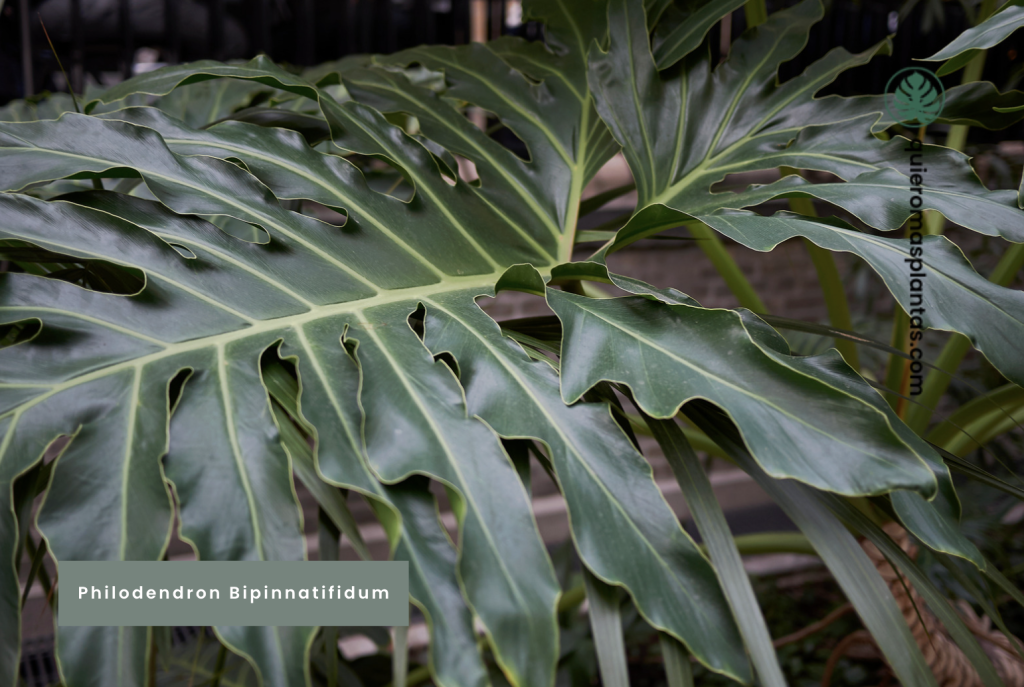Philodendron Bipinnatifidum