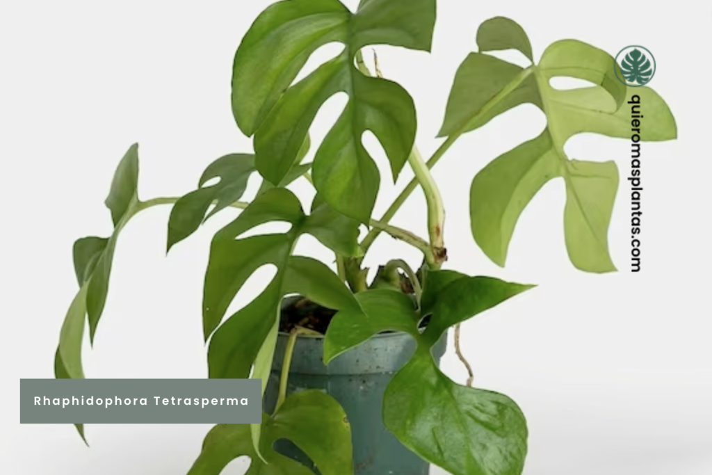 Rhaphidophora Tetrasperma