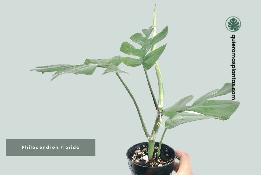 Philodendron Florida