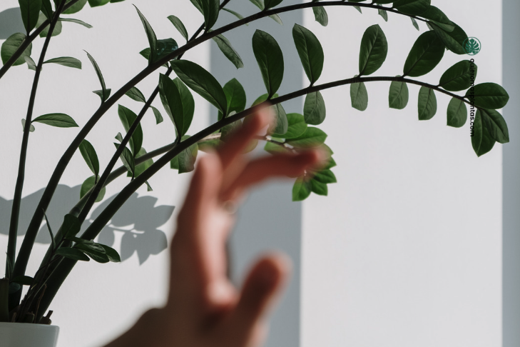 Guía de cuidados - Zamioculca Zamiifolia 