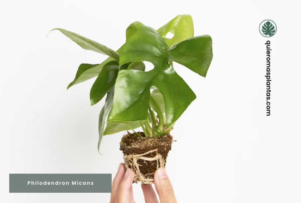 Philodendron 'Micans