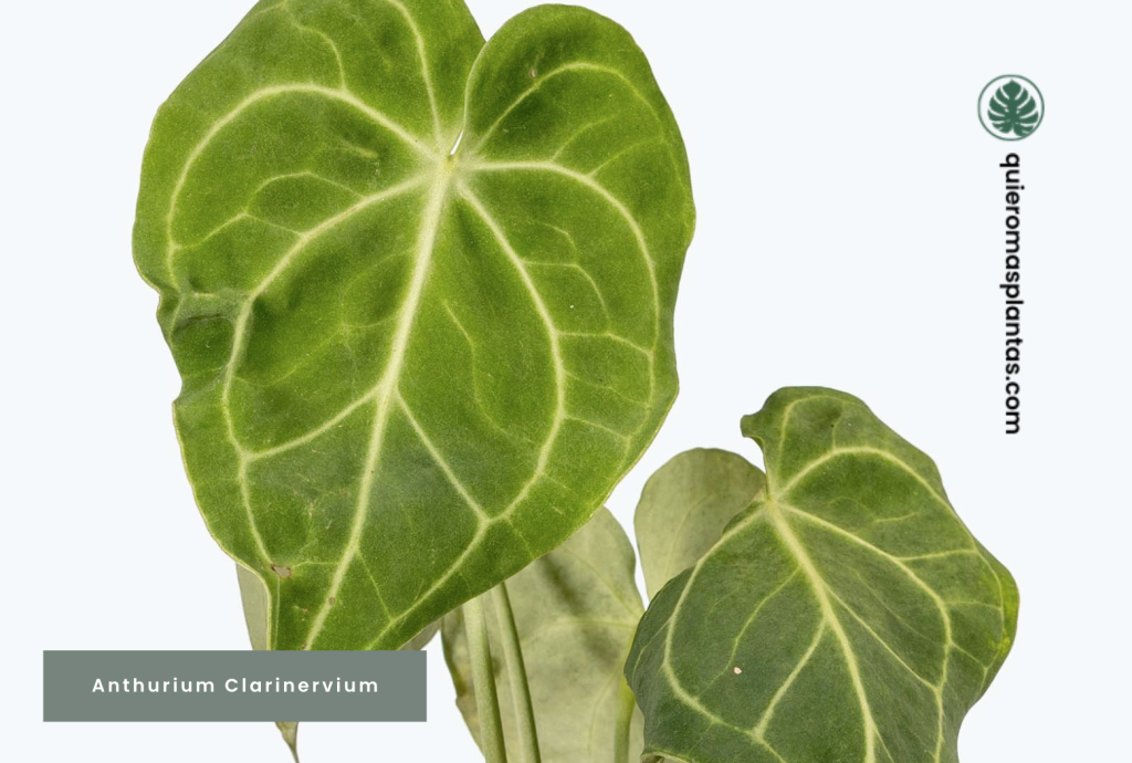 Anthurium clarinervium