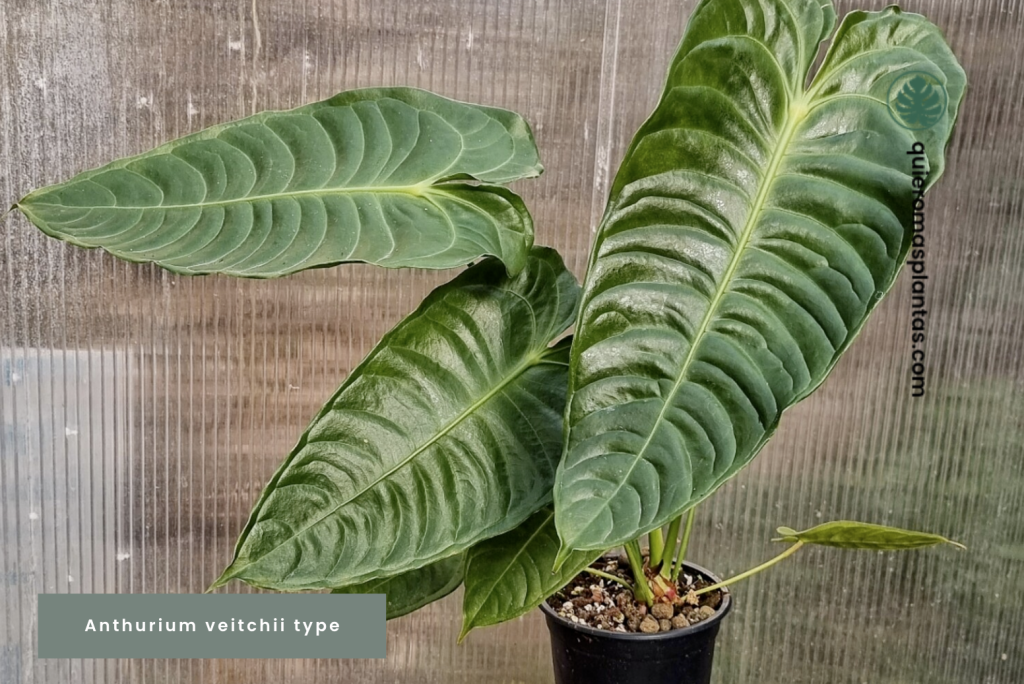 Anthurium veitchii type