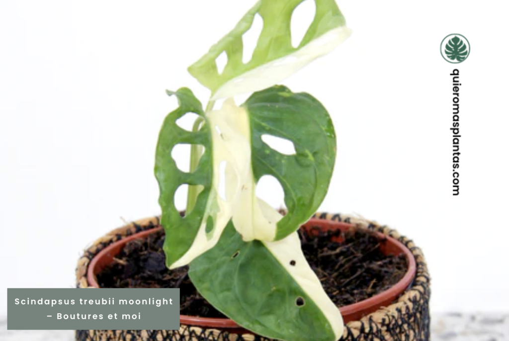 Scindapsus treubii 'Moonlight'