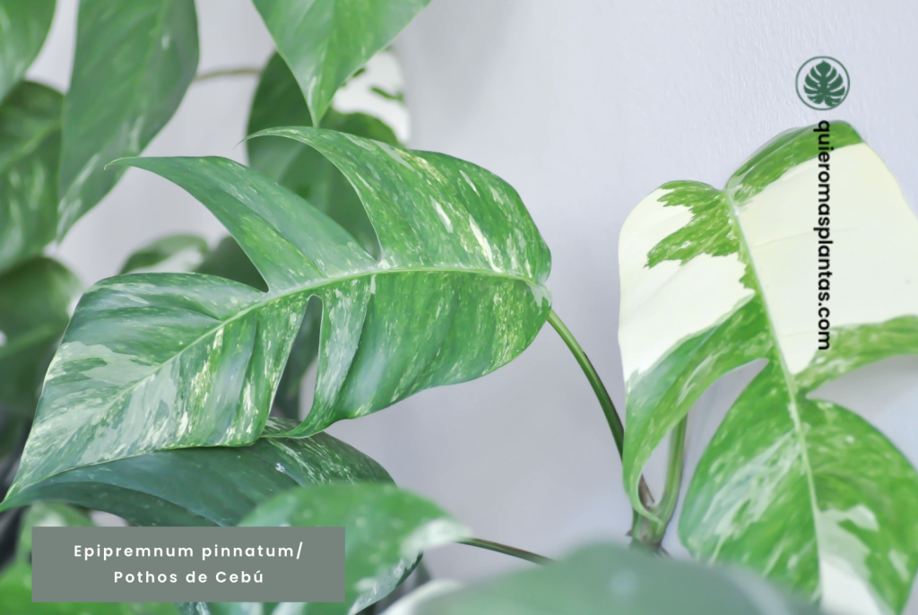 Epipremnum pinnatum, Pothos de Cebú