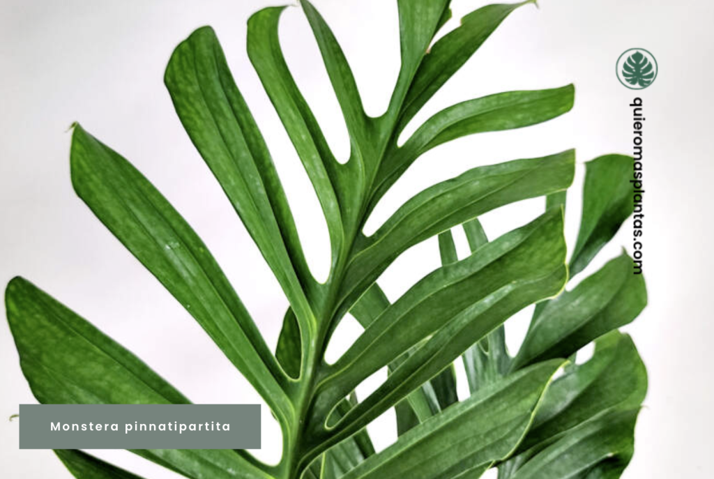 Monstera Pinnatipartita