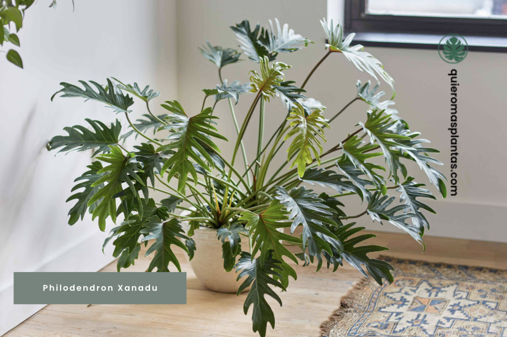 Philodendron xanadu