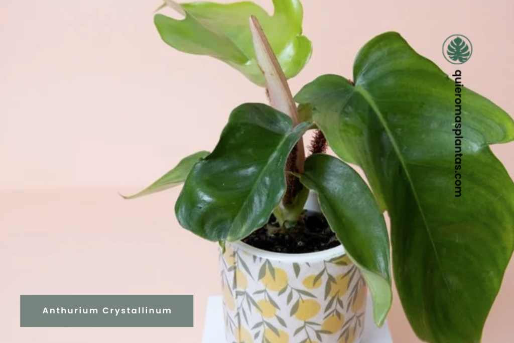 Anthurium Crystallinum