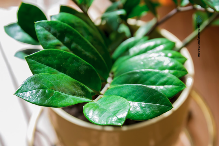 Zamioculca Zamiifolia  Cuidados