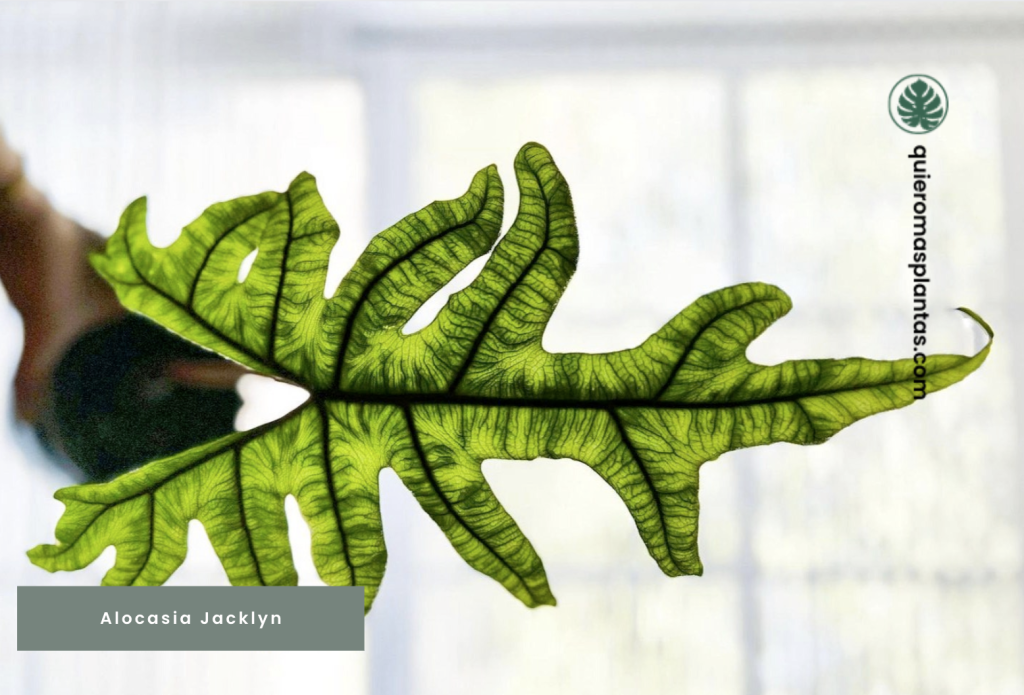 Alocasia Jacklyn