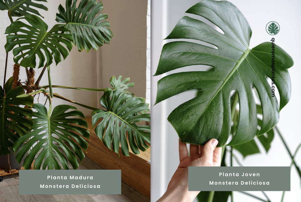 Monstera deliciosa con fenestraciones