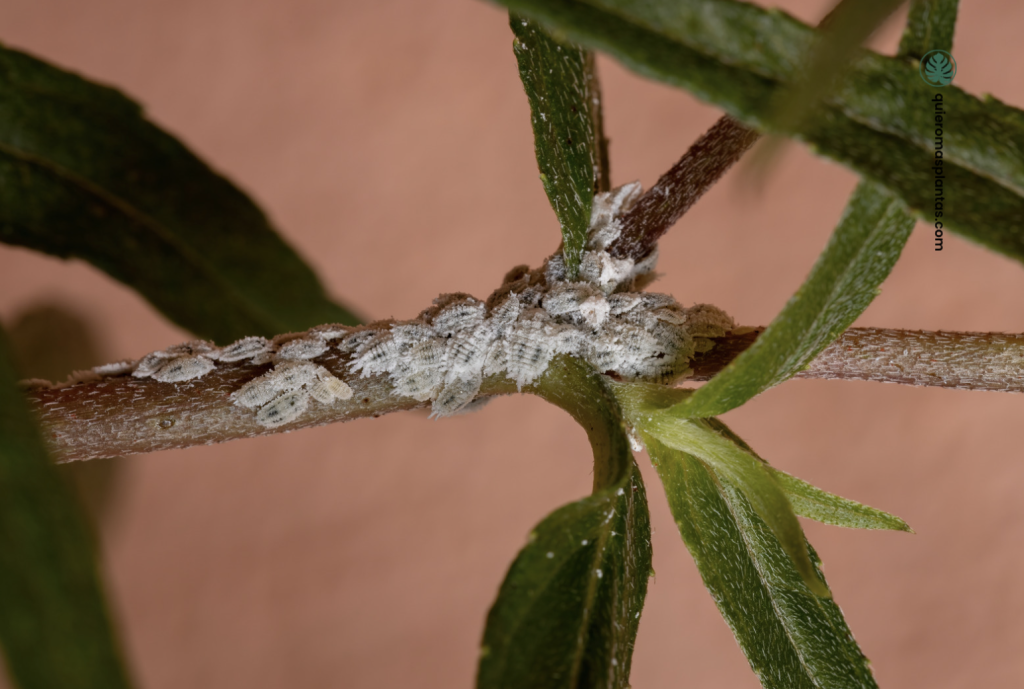 Cochinilla algodonosa