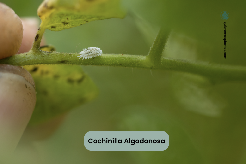 Cochinilla Algodonosa como tratarla