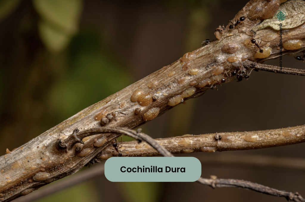 Cochinilla dura o chata